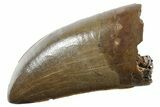 Pristine Serrated Tyrannosaurus (T rex) Tooth - Montana #355459-1